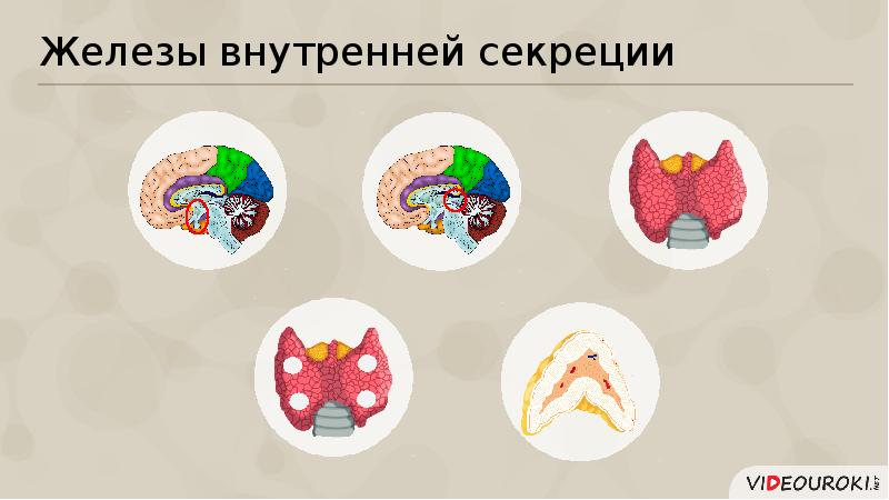 Железы внешней секреции рисунок. Печень железа смешанной секреции. Железы смешанной секреции рисунок. Железы смеш секреции.