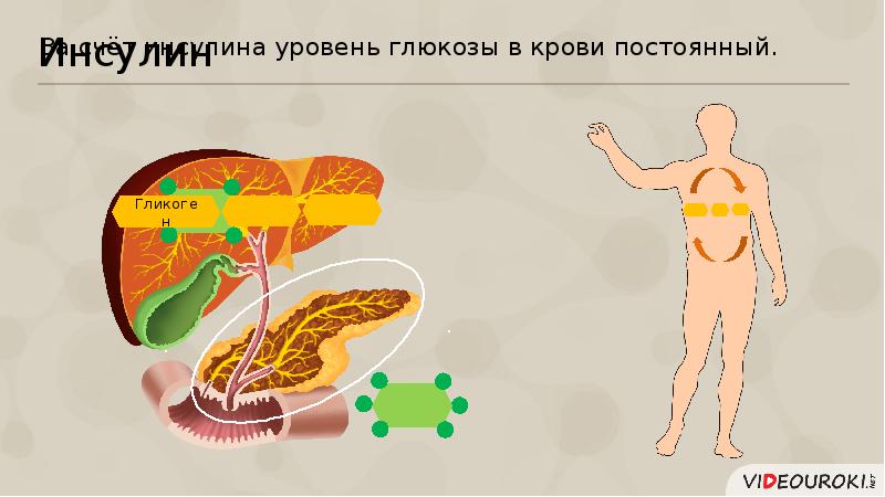 Презентация роль гормонов в организме человека