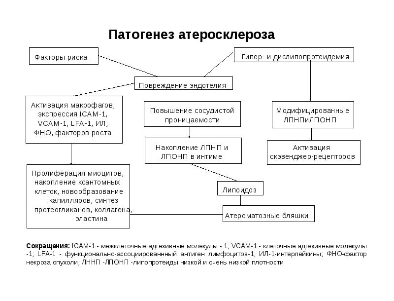 Теории развития атеросклероза. Схема развития атеросклероза. Патогенез атеросклероза. Патогенез атеросклероза схема. Этиология атеросклероза.