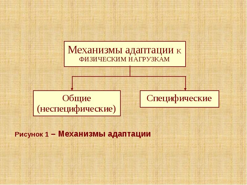 Схему механизмов адаптации