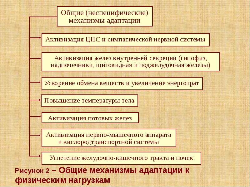 Презентация на тему адаптации человеческого организма к физическим нагрузкам