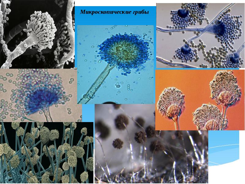 Микроскопические грибы презентация