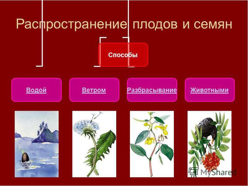 Расселение и распространение живых организмов биология 6 класс презентация