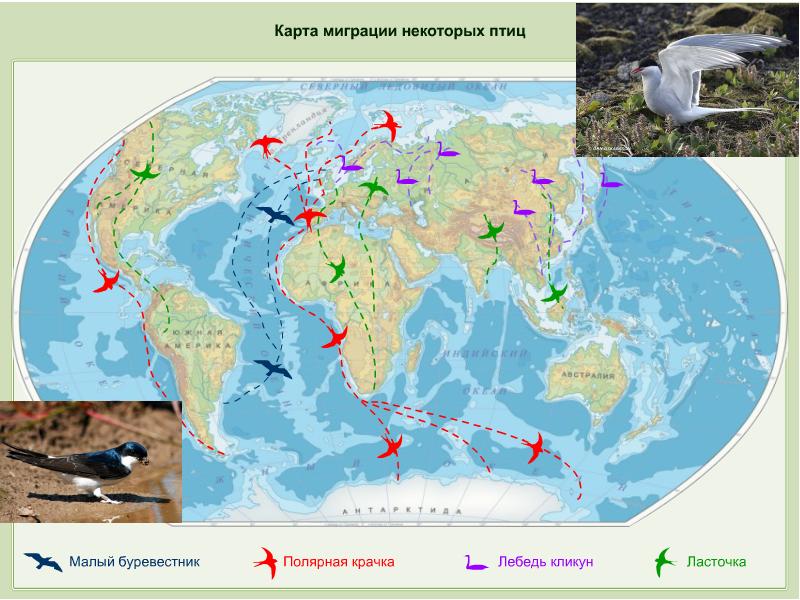 Карта миграции птиц