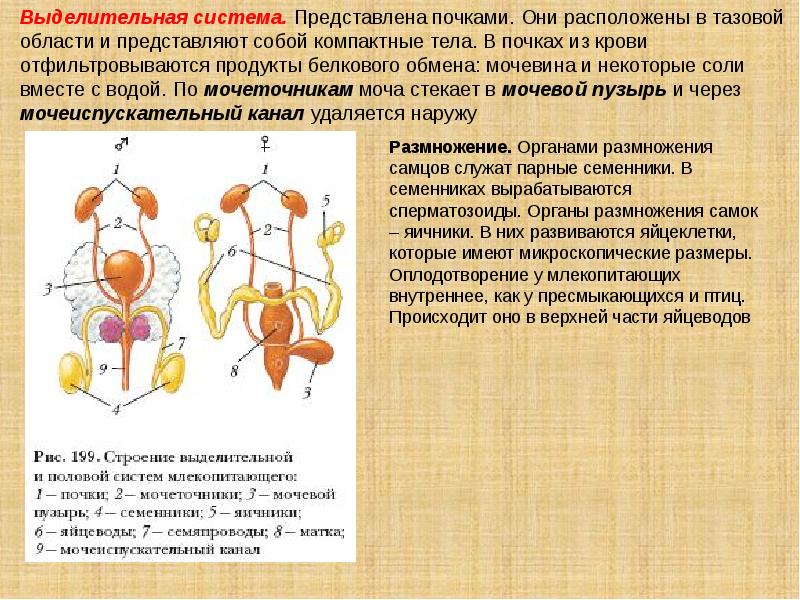 Исследование мочевой системы у животных презентация