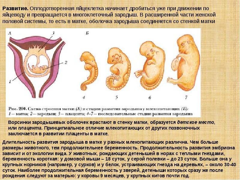 На рисунке показано развитие зародыша внутри матки