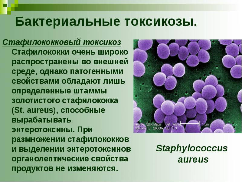 Пищевые токсикоинфекции возбудители презентация