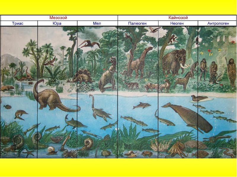 Презентация по биологии на тему кайнозойская эра