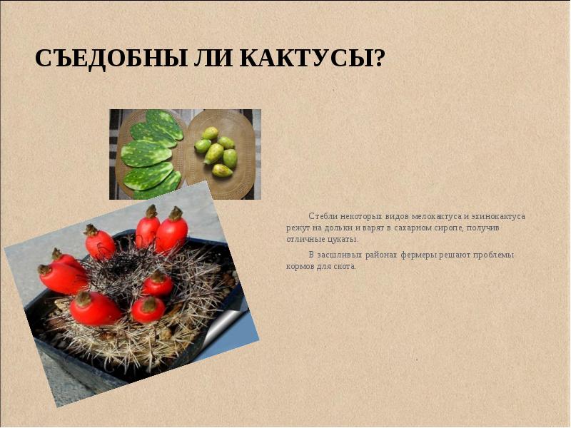 Творческий проект кактусы