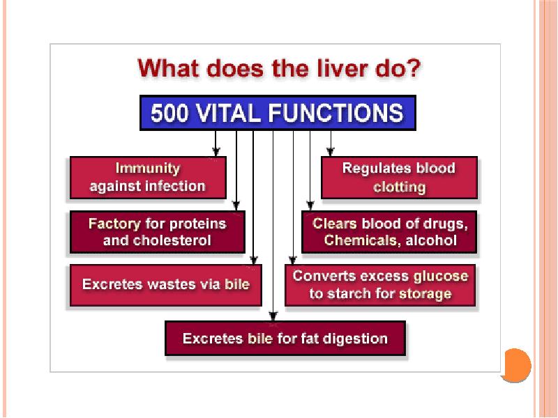 Liver function.