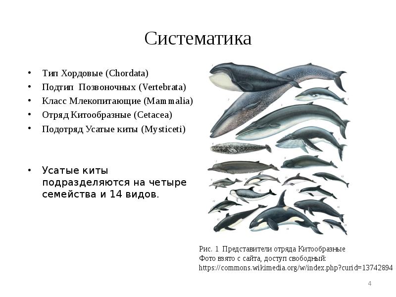 Систематика китообразных схема