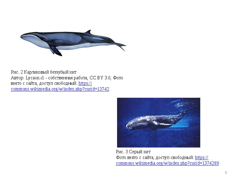 Значение китообразных в жизни человека