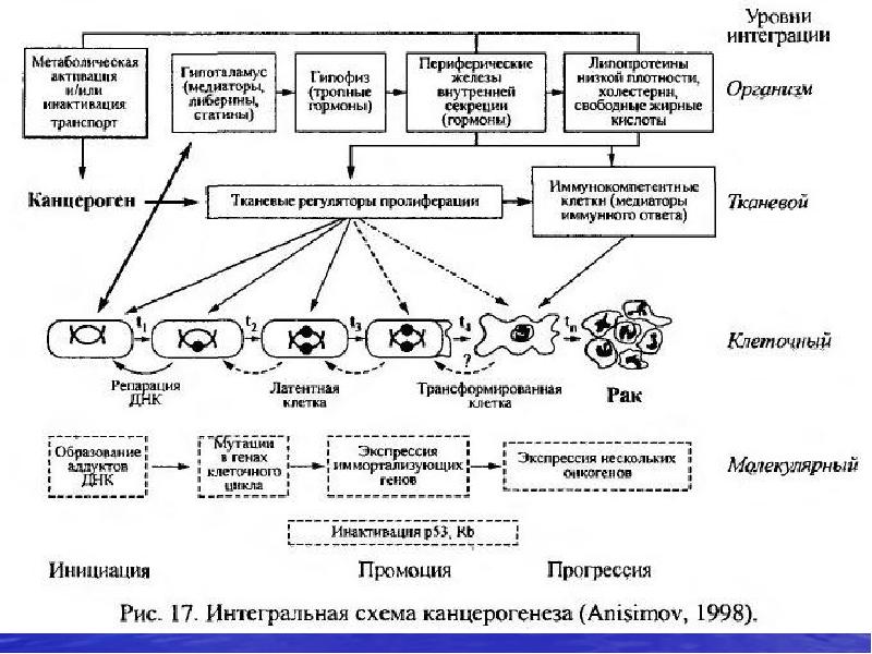 Патогенез лейкозов схема