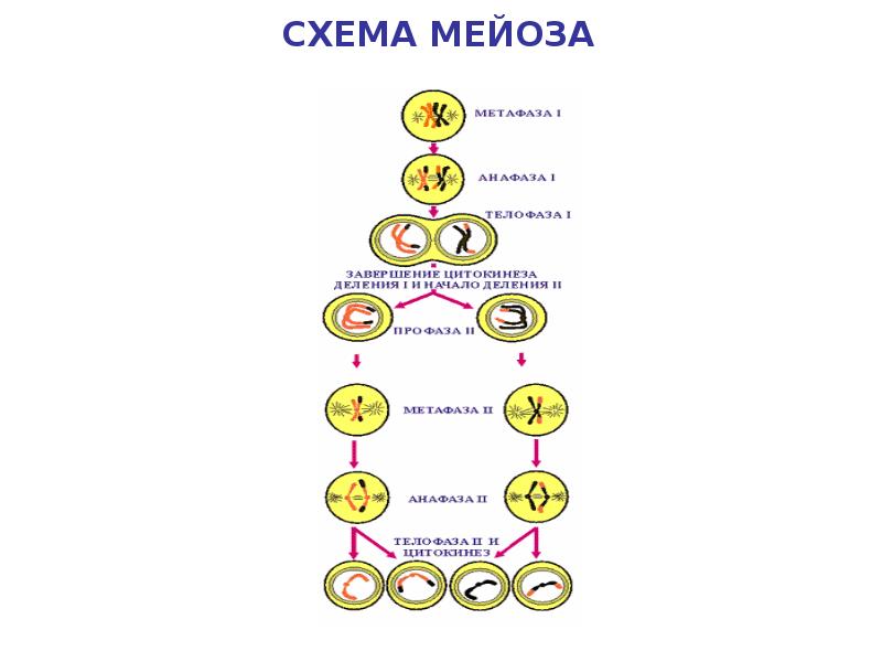 Схема распределения аллельных генов в процессах мейоза и оплодотворения