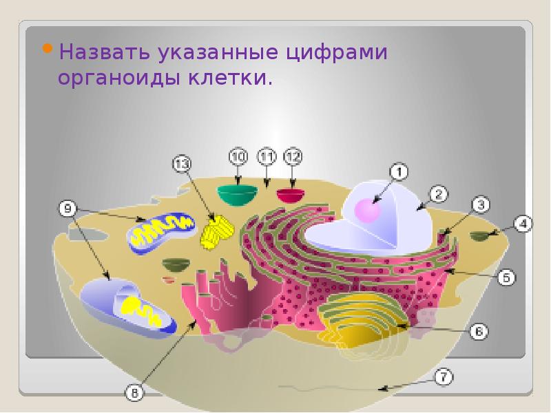 Какими цифрами на рисунке обозначены следующие клеточные органоиды