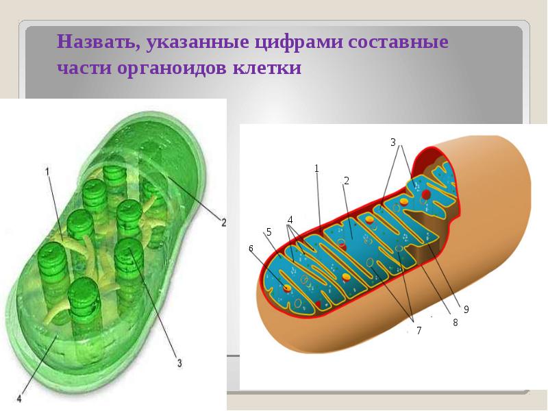 В органоиде показанном на рисунке происходит