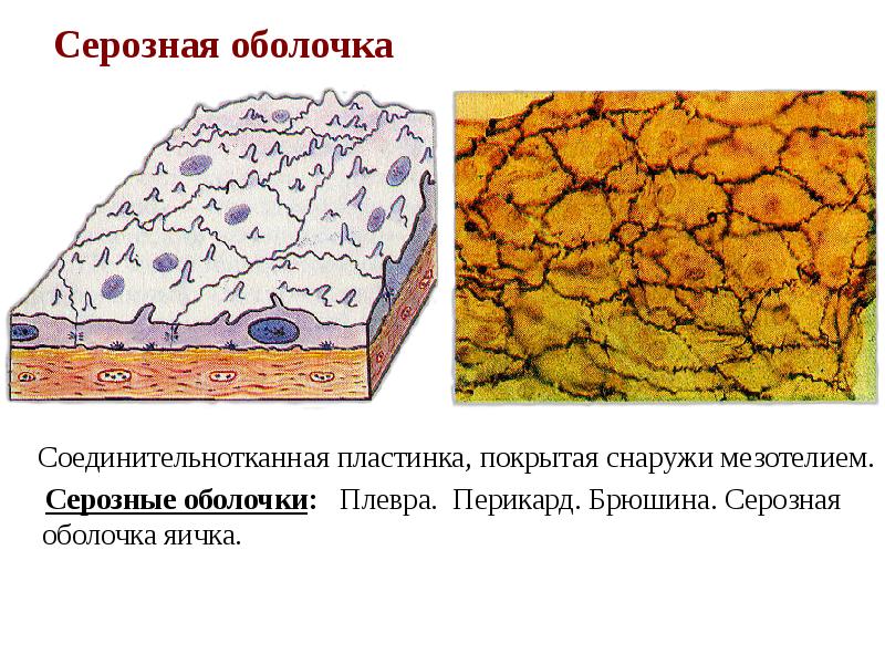 Серозная жидкость. Перикард серозная оболочка. Соединительная ткань серозных оболочек. Мезотелий серозной оболочки.