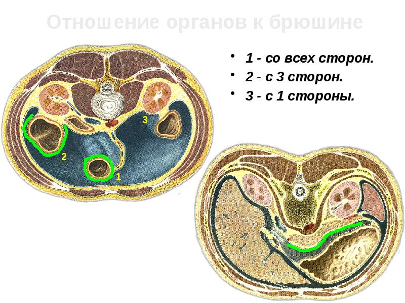 Отношение органов. Отношение органов к брюшине таблица. Отношение органов к брюшине желчный пузырь.