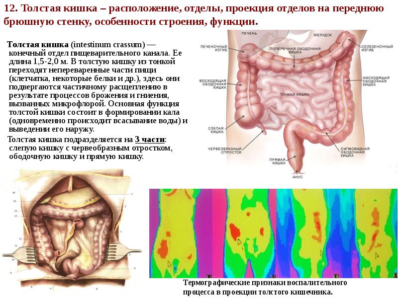 В толще стенки ободочной кишки расположено