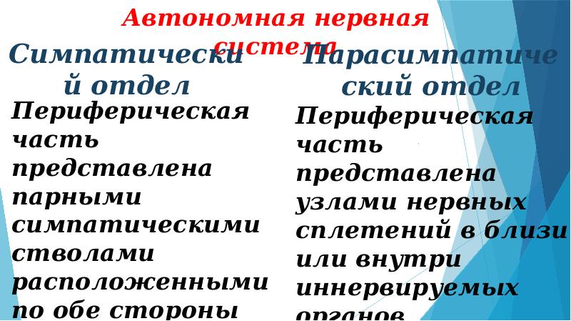 Общий план строения автономной нервной системы