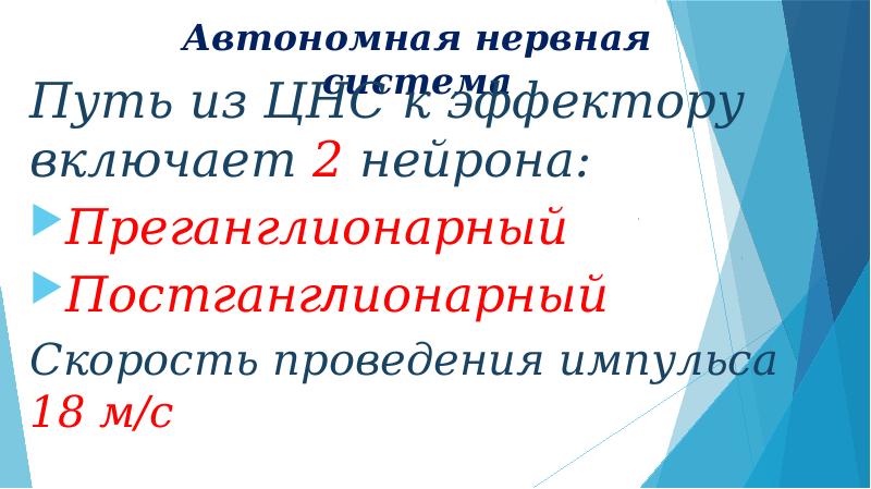 Общий план строения автономной нервной системы