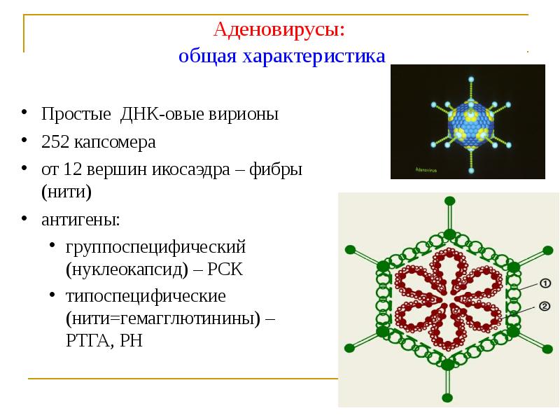 Вирусологический метод фото