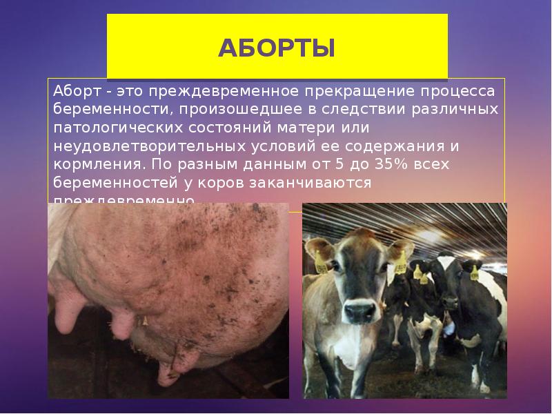 Вред абортов для здоровья и плодовитости коров