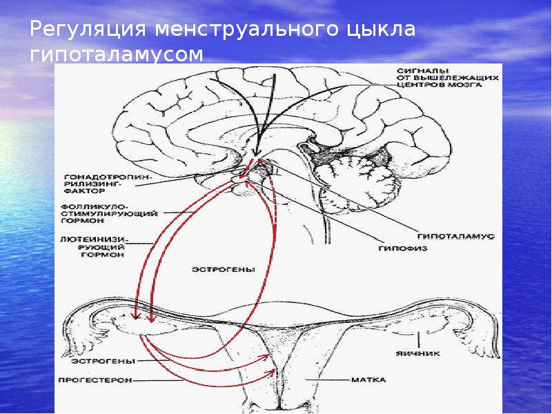 Презентация на тему роль эндокринной регуляции 8 класс