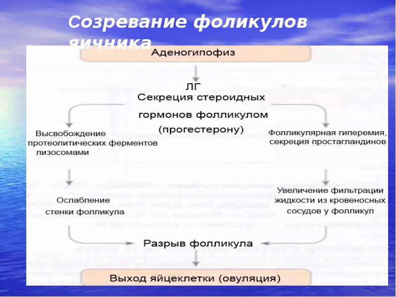 Роль эндокринной регуляции презентация