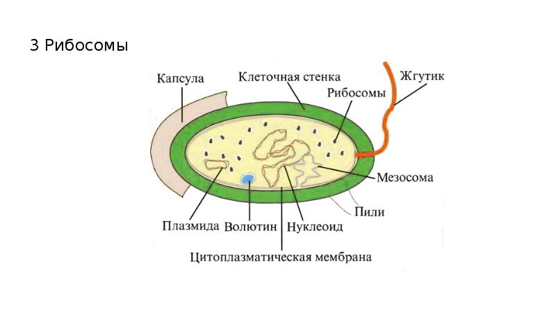 мезосомы бактерий функции. строение бактериальной клетки мезосомы. строение бактерии мезосома. мезосома бактериальной клетки строение. строение бактерии мезосома.