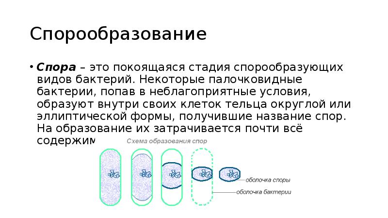 У бактерий при неблагоприятных условиях жизни