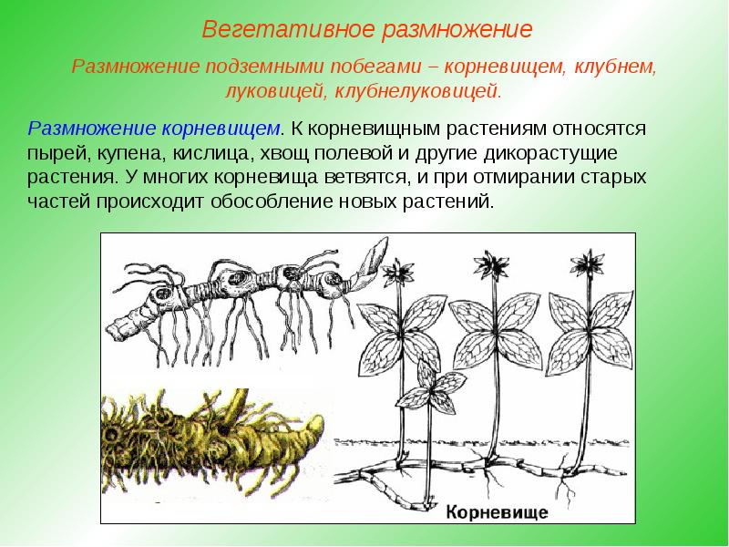 Используя картинки укажи способ размножения при котором потомство более разнообразно