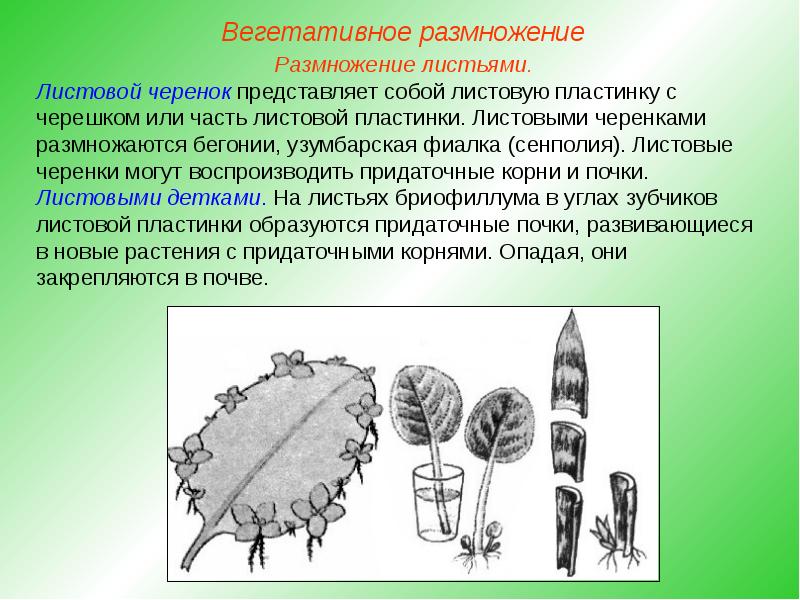 Сделайте описание осота по следующему плану а какую среду обитания освоили осот