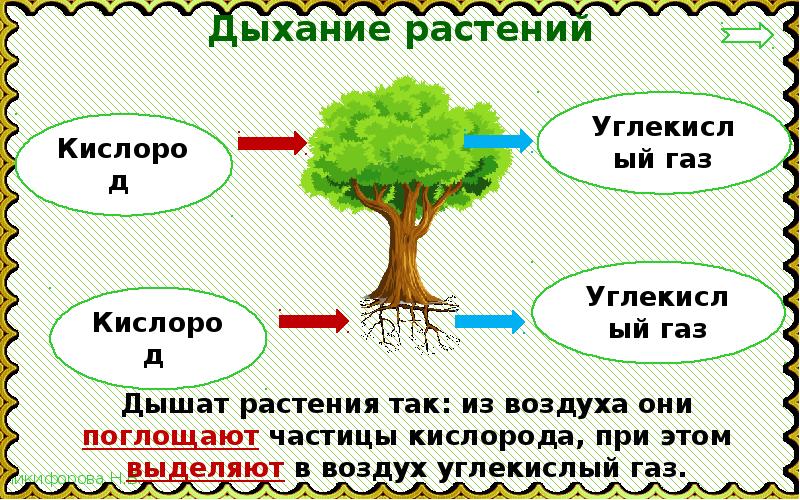 Окружающее третий. Солнце растения и мы с вами презентация. Проект солнце растения и мы с вами. Окружающий мир солнце растения и мы с вами. Солнце растения и мы с вами 3 класс.