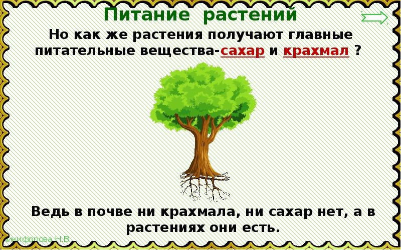 Солнце растения и мы с вами 3. Солнце растения и мы с вами 3 класс окружающий мир. Солнце растения и мы с вами текст. Окружающий мир 3 класс солнце растения и мы. Солнце растения и мы с вами 3 класс презентация.