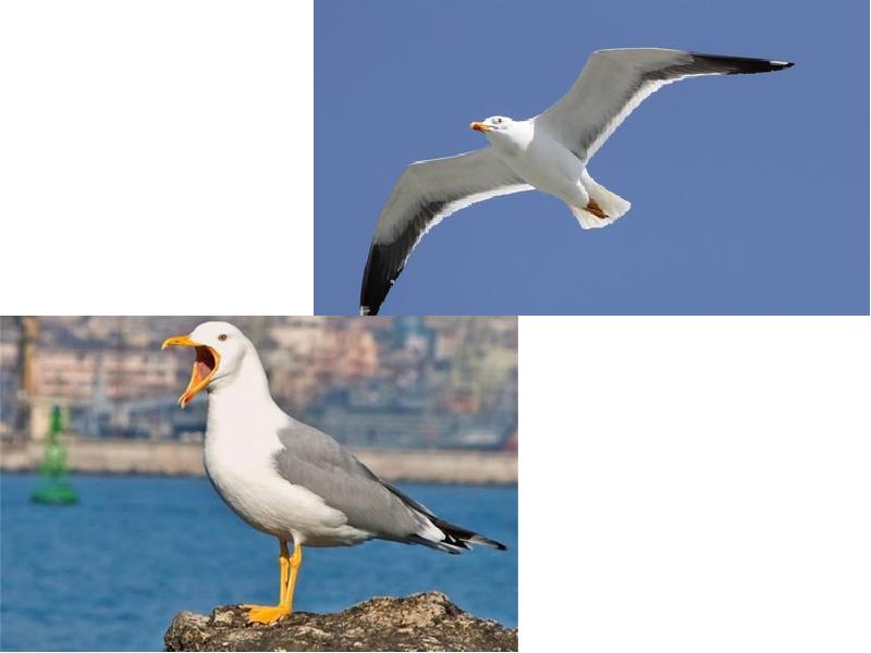 Четыре чайки благовещенская. Чайка приморского края. Seagull 4a. Чайка доклад. Чайки и кулики образуют дугу.