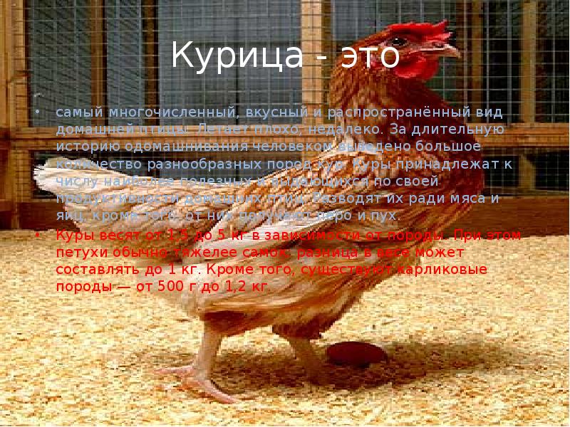 Курица