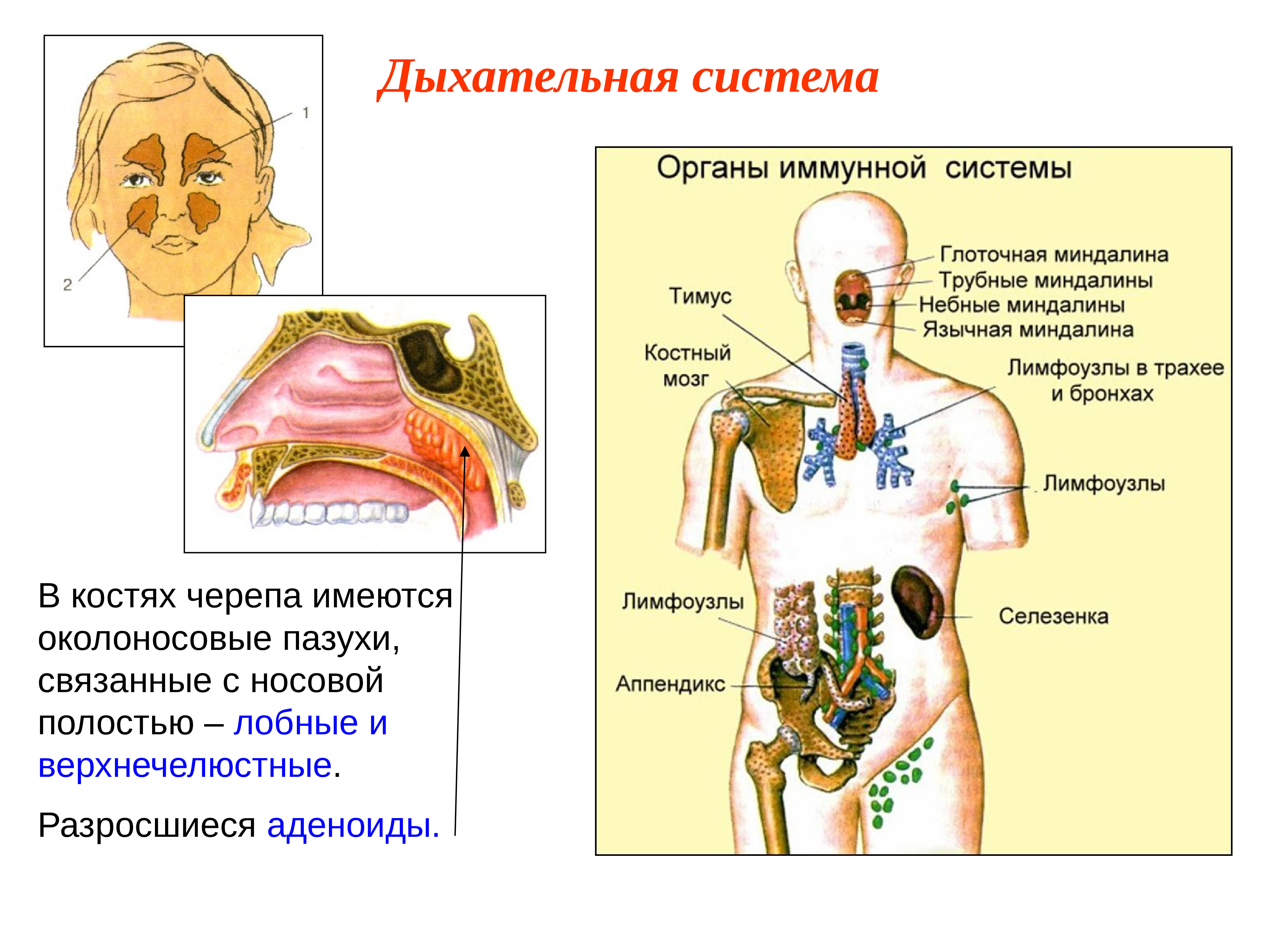 Дыхательная пазуха. Кости дыхательной системы. Органы иммунной системы. Пазухи дыхательной системы. Органы иммунной системы схема.