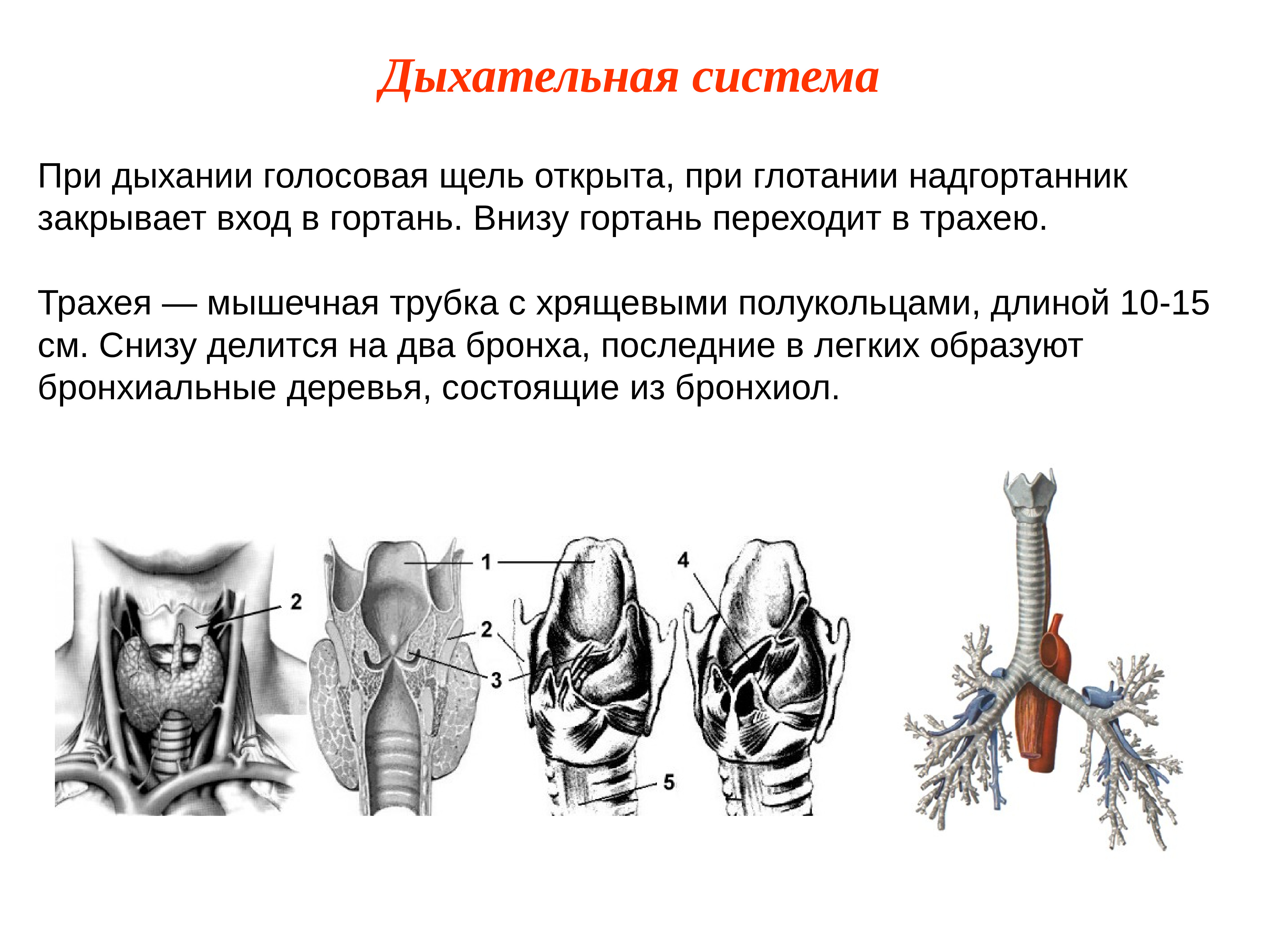 Эволюция дыхательной системы презентация