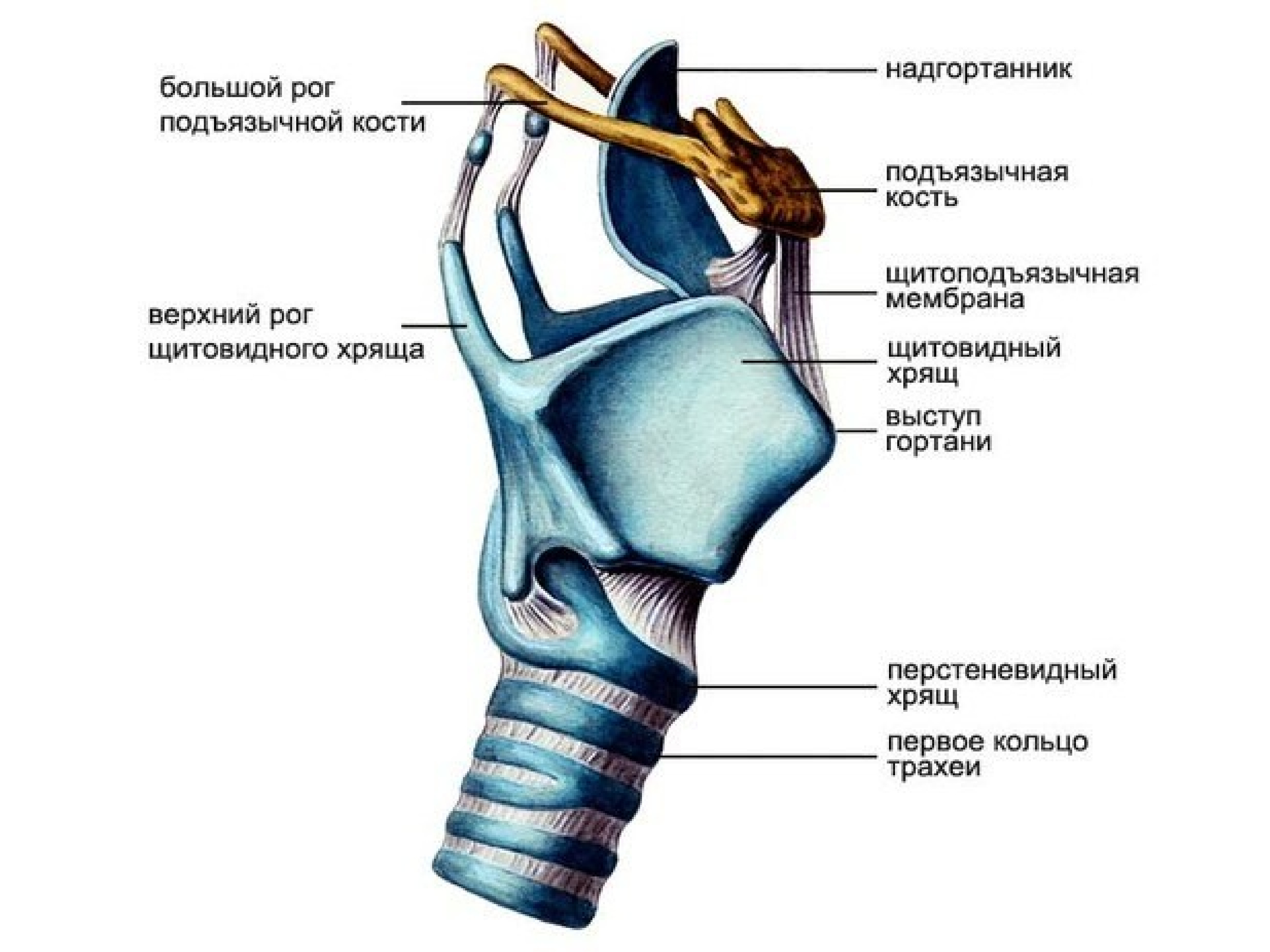 Состав гортани входит. Гортань строение анатомия хрящи. Строение щитовидного хряща гортани. Хрящи гортани анатомия человека. Перстневидный хрящ анатомия гортани.
