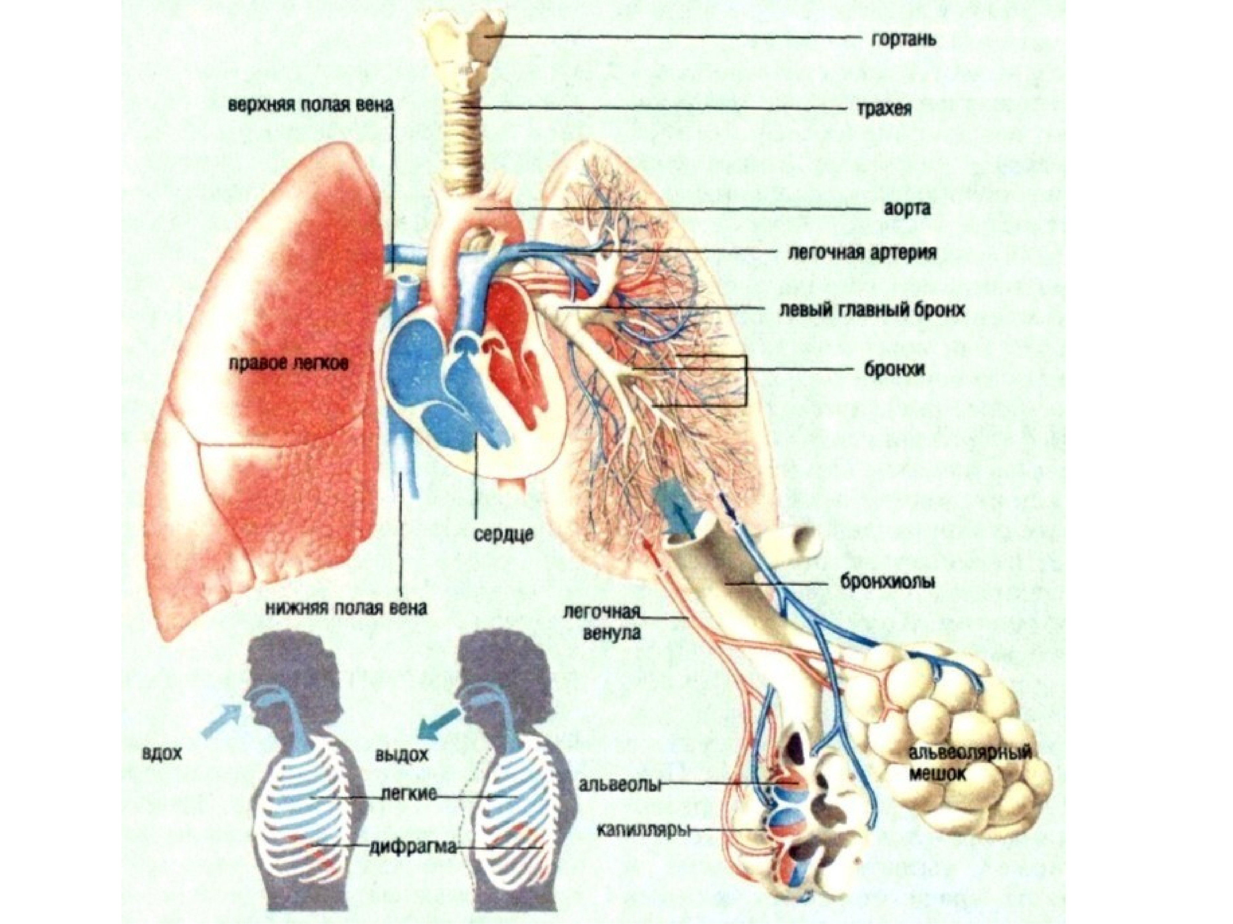 Дыхательная система человека атлас