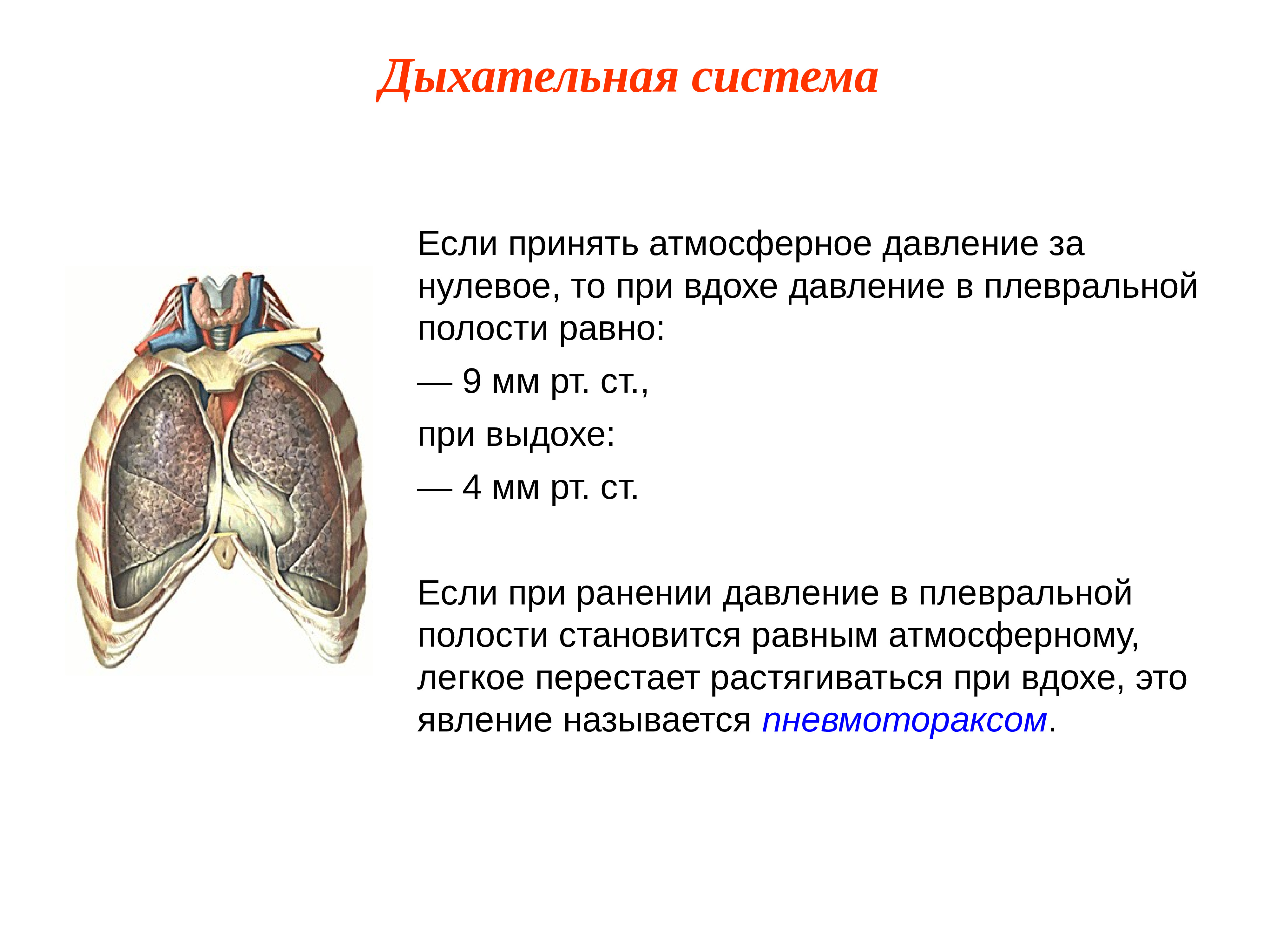 Дыхательная система презентация