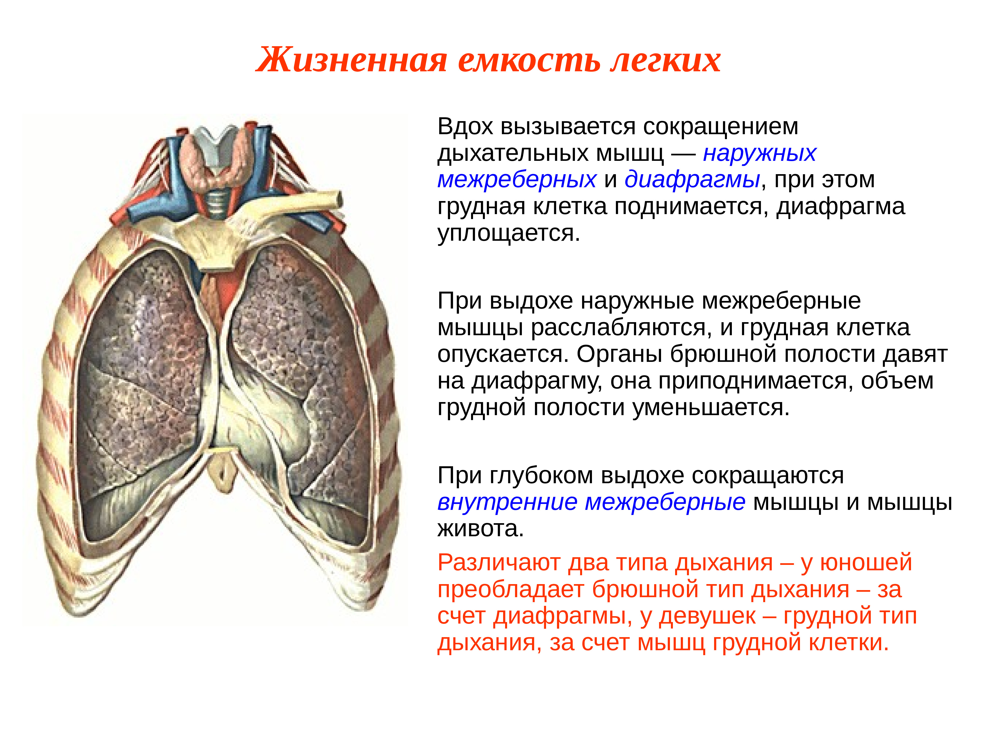 Грудная клетка при вдохе приподнимается. Механизм дыхания жизненная ёмкость лёгких. Дыхательная функция грудной клетки. Легочная мышца. Мышцы легких.