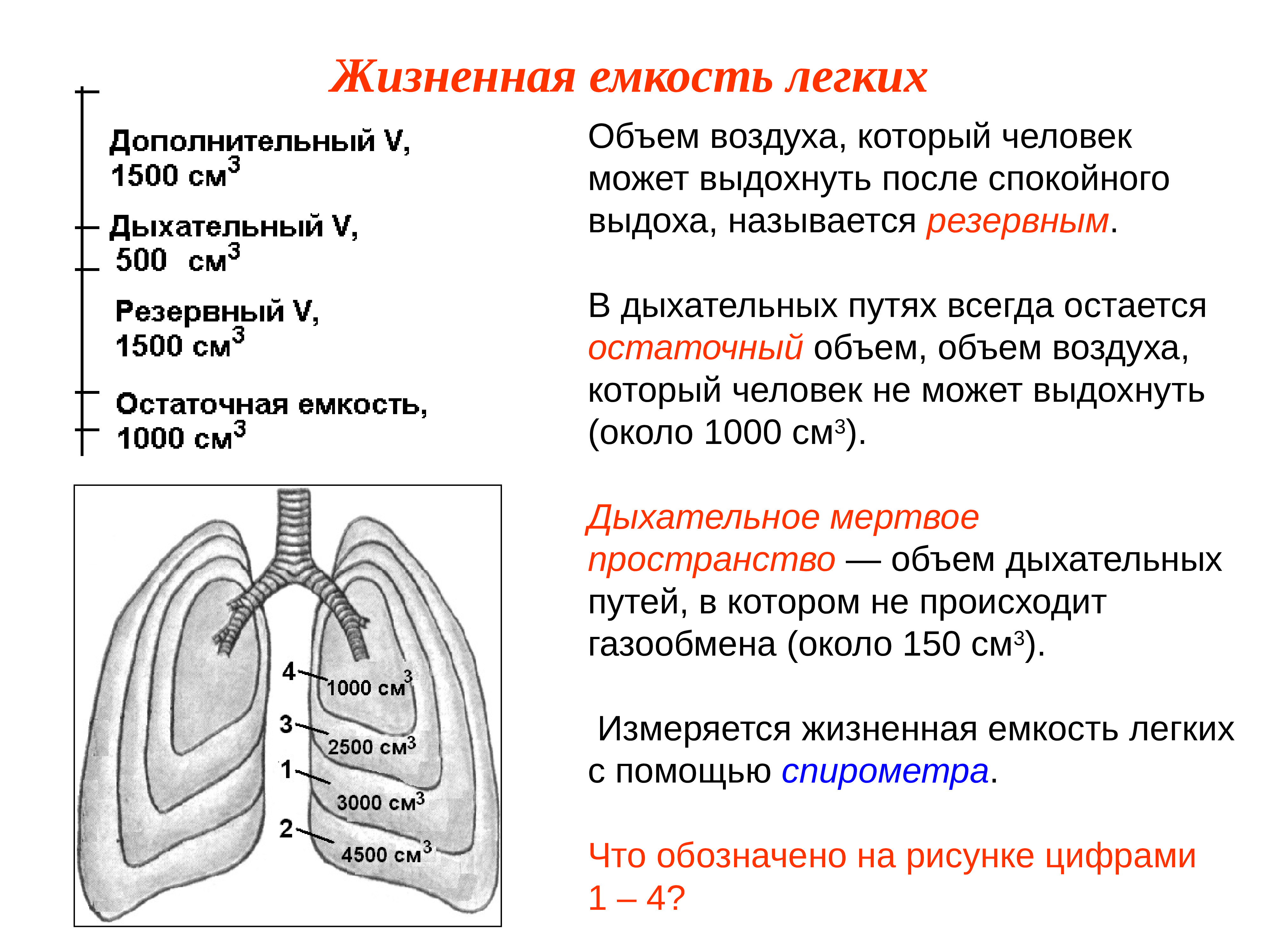 Дополнительный воздух это. Понятие о жизненной емкости легких. Органы дыхания человека жизненная емкость легких. Жизненная емкость легких дыхательный объем. Жизненная ёмкость лёгких резервный объем выдоха.