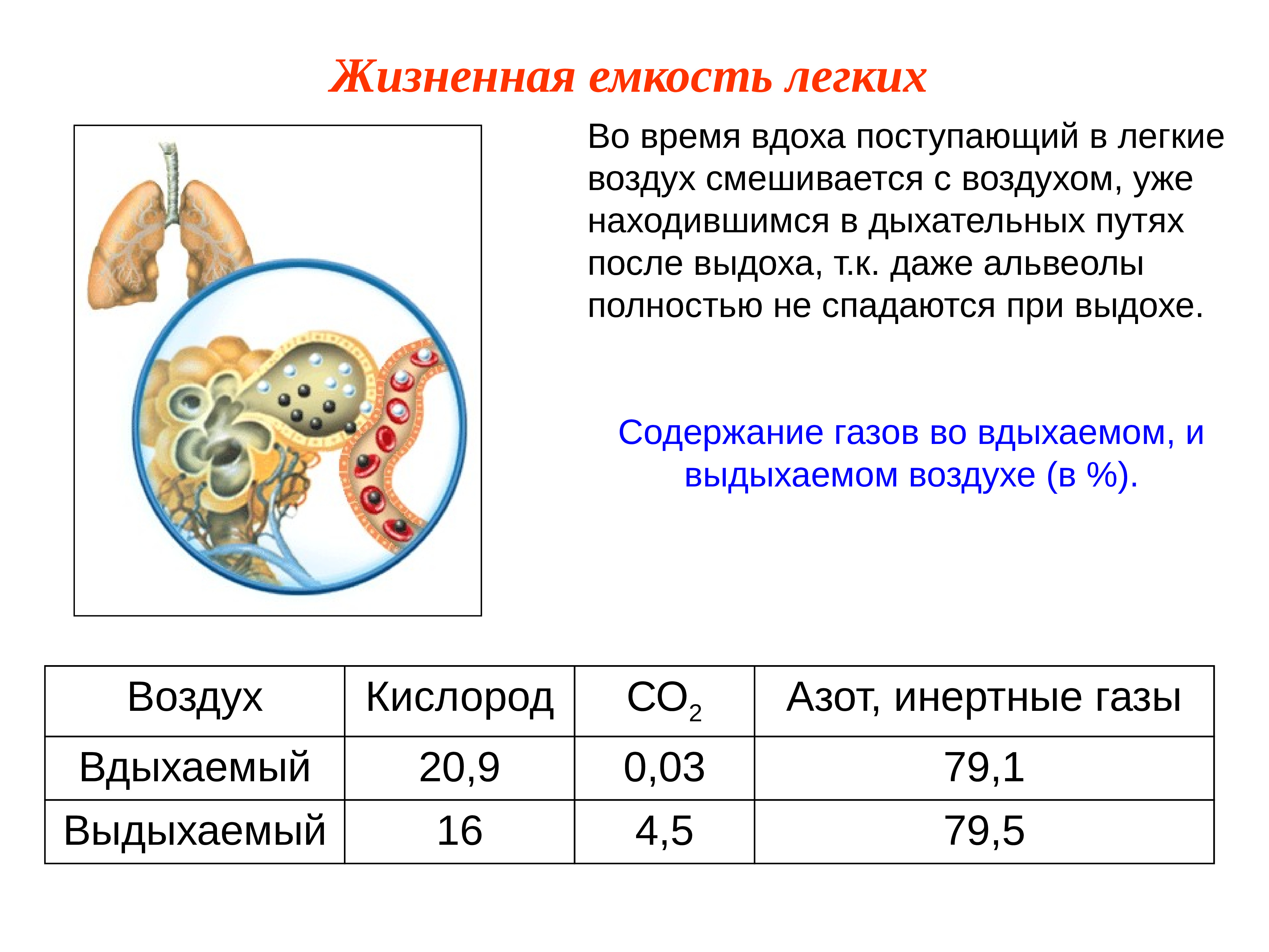 Содержит легкое. Путь который проходит воздух во время вдоха и выдоха. Какой путь проходит воздух во время вдоха и выдоха. Во время вдоха. Какой путь проходит воздух во время вдоха.