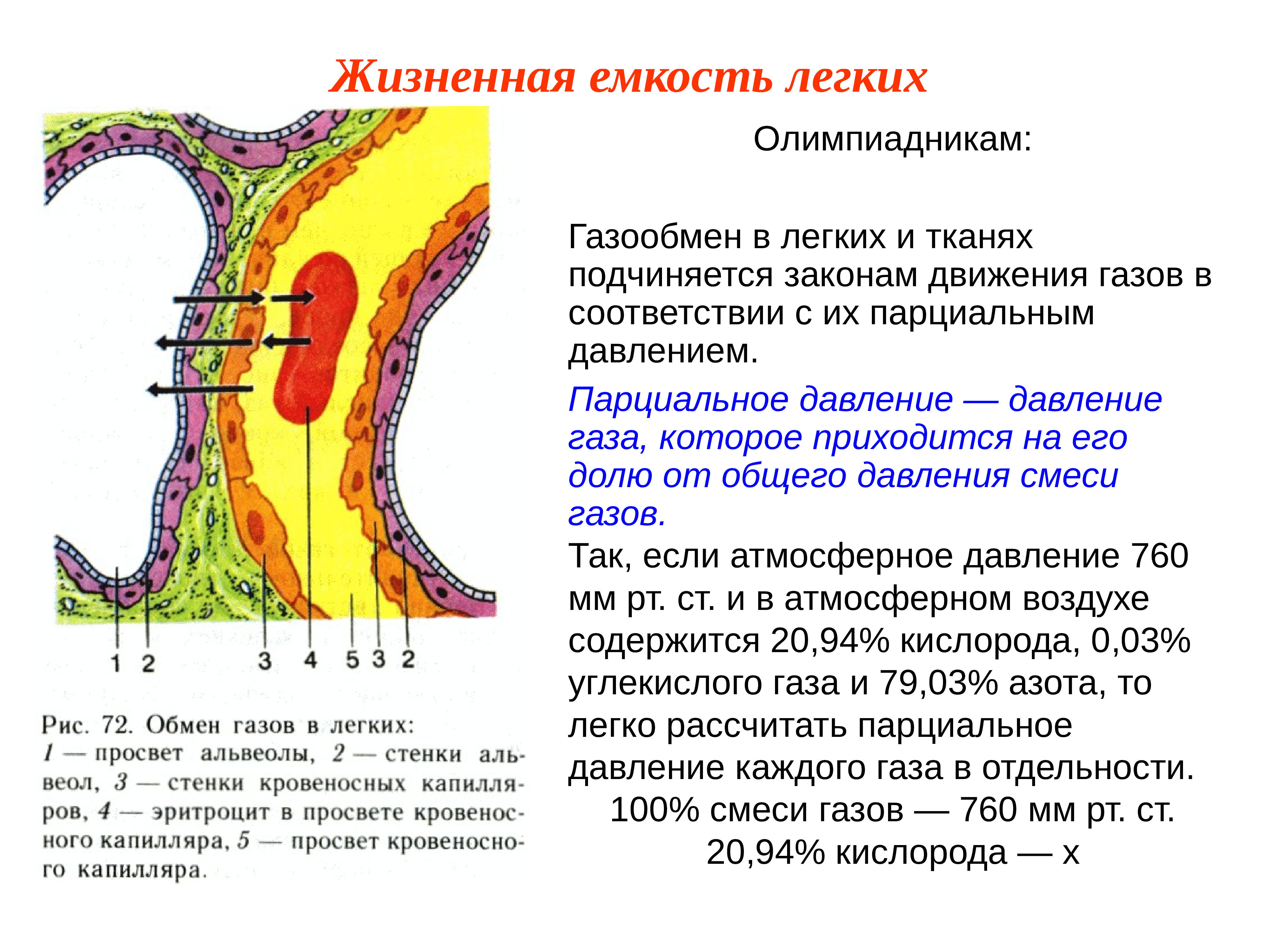 Где происходит газообмен. Газообмен в легких. Газообмен в тканях. Газообмн влегкиз и тканях. Газообмен в лёгких и тканях.