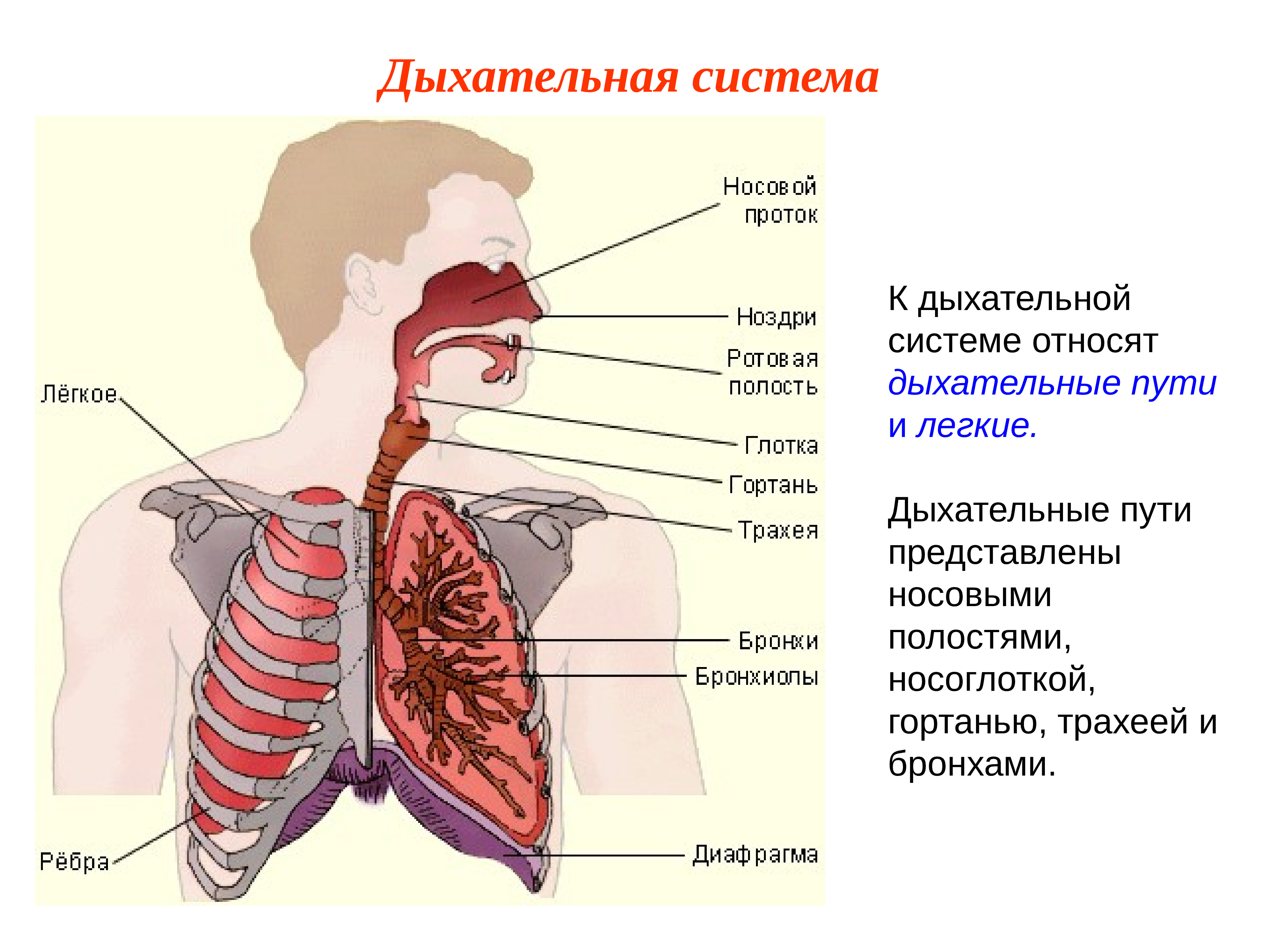 Носоглотка бронхи гортань носовая полость легкие трахея. Строение дыхательной системы человека. Строение системы органов дыхания анатомия. Дыхательная система трахея анатомия. Схема дыхательных путей.