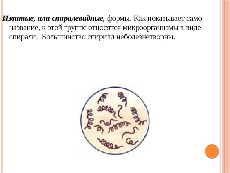 Морфология и систематика микроорганизмов презентация