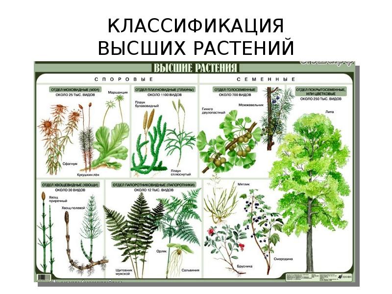 Царство растений картинка