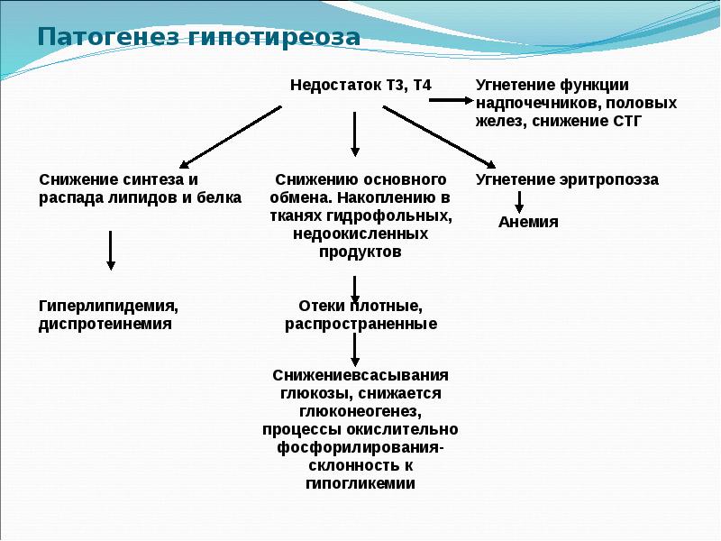 Патогенез гипотиреоза